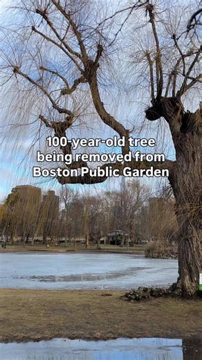 33K views · 1.1K reactions | The tree, which is estimated to have been planted in the early 1900s, will be replaced this spring due to decay#mybostonuncovered #localnews | Boston Uncovered | Facebook