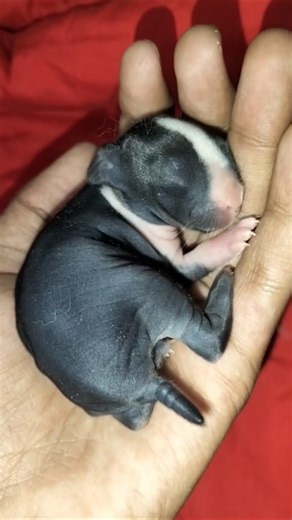 #rabbit #animal #bunny #cute