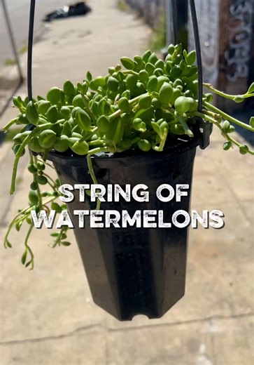 New plant baby 🌱 String of Watermelons 🍉 — sometimes called String of Tears (Curio herreanus) because of the striped teardrop leaves. She’s currently the only succulent in my collection. #stringoftears #curioherreanus #stringofwatermelons #houseplants #plantsoftiktok