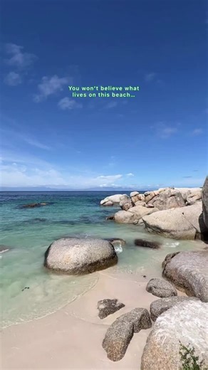 Embarrassing, but I didn’t know penguins lived anywhere other than Antarctica until this trip 😅 🐧 This is Boulders Beach in Simon’s Town South Africa. Over 3,000 endangered African Penguins call this place home! Did you know there were penguins in Africa??
