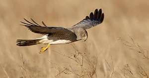 Northern Harrier Photos and Videos for, All About Birds, Cornell Lab of Ornithology