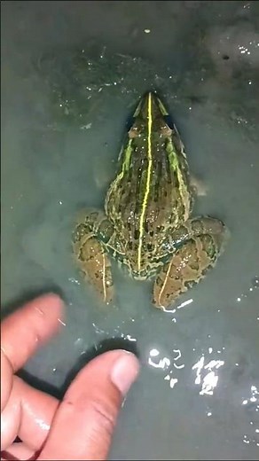 FUNNY Froggy Water Adventures!