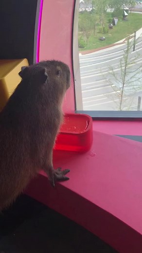 capybara _11 on TikTok