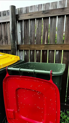 Testing Bin Kill: A Swimwear-Clad Woman vs. Flies