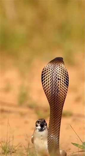 🔥 Brave Bird Fights a Deadly Cobra! 🐦🐍😱 Watch the Epic Battle Unfold #wildlife #nature #cobra
