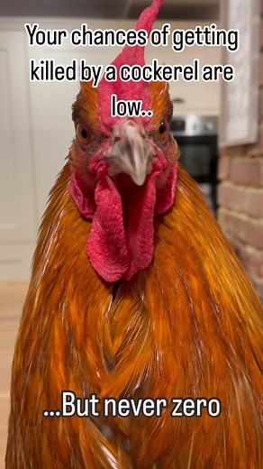 5.2K views · 114 reactions | Mr Grumpy face  #crazychickenlady #ilovemychickens #chicken #chickens #chickensofinstagram #hensofinstagram #chickensaspets #raisingchickens #chickenkeeping #countrygirl #countrylife #spoiltchickens #petstagram #petsofinstagram #chickenlife #birds #birdsofinstagram #animalhusbandry #backyardchickens #pethens #happyhens #chickenfriends #chickenjoy #mypet #grumpy #face | Eggs and Fluff | Facebook