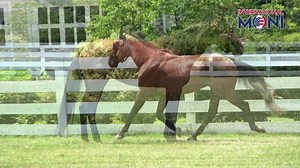 1.9K views · 66 reactions | International Moni - $5,000 breeding contracts are available on our website www.hanoverpa.com | Hanover Shoe Farms, Inc | Facebook