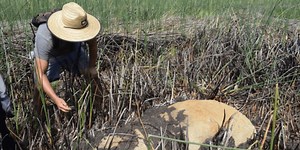 Archaeology breakthrough: Scientists left stunned after new Easter Island statue 'emerges from lake'