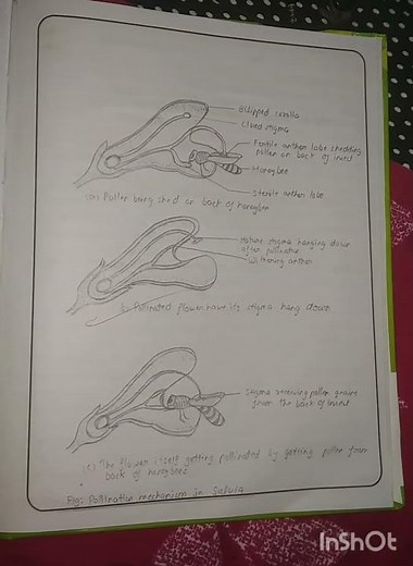 #Class12 Practical(adaptation of flowers pollinated by different agencies{wind,insects,birds})_#sci