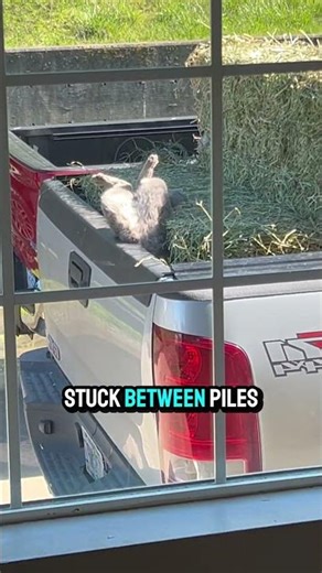 She Sees Two Legs Sticking Up Outside The Window