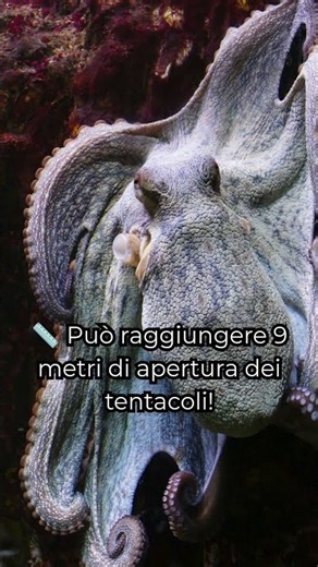 Il polpo più grande