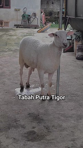 Menuju 18 bulan | Tgf Sheep