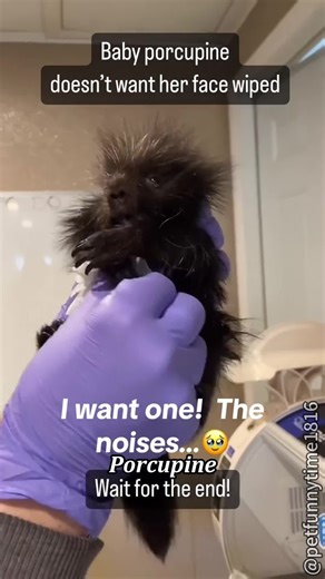 Porcupine CUTEST squeaks😍#porcupine #fypシ #zoo #animalstok #cuteanimals