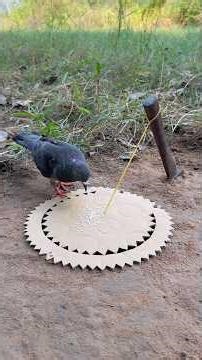 Unique Creativity Dove Trap #shorts