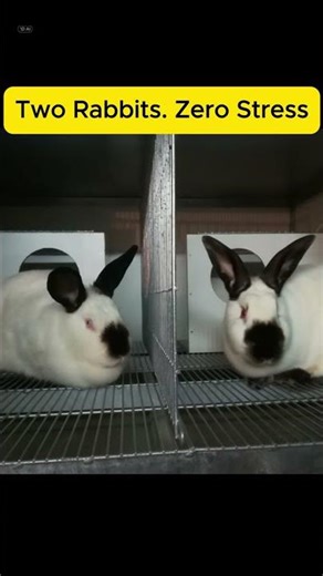 Wait for the Sound… 🐇 Two Rabbits Zero Stress