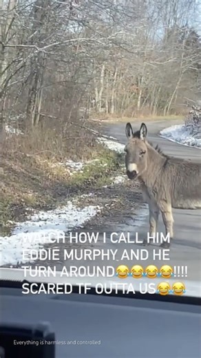 When Donkeys Start Screaming #donkey #donkeylovers #animals #funny #viral