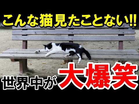 "Is this a Japanese salaryman?" The world erupts in laughter at the sight of a Japanese stray cat...
