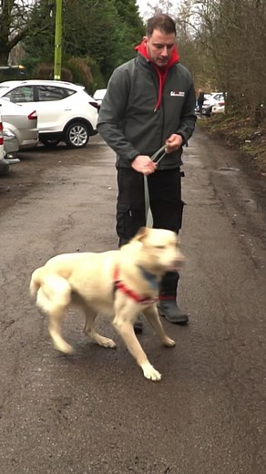 “Balanced training is cruel” Leaving a dog without clarity, and in a highly stressed state is cruel. This video is what balanced training should really look like. Not actually balanced at all, heavily reward based, but with suitable, non-violent corrections where required. #dogtrainingtricks #dogtrainers #dogbehavior #rescuedog