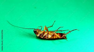 cockroach. American cockroaches on green background. cockroaches eating leftovers. closeup cockroach isolated. close up American cockroach. insects, insect, bugs, bug, animals, animal. health, hygiene