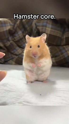 Huynya_muynya на TikTok