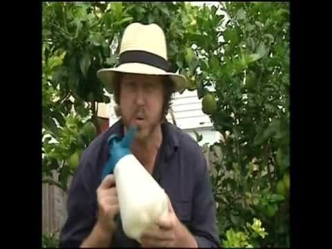 Fruit Growing: How to Control Citrus Leaf Minor - Controlling Citrus Leaf Minor Leaf-curl