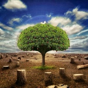 Qu'est-ce que c'est ?, Causes et conséquences de la déforestation ▷➡️ Postposmo