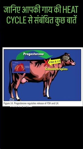 गाय की हीट Estrous Cycle #buffalo #cow #pashupalan #farmanimals #dairy #animals #farming #dairyfarm