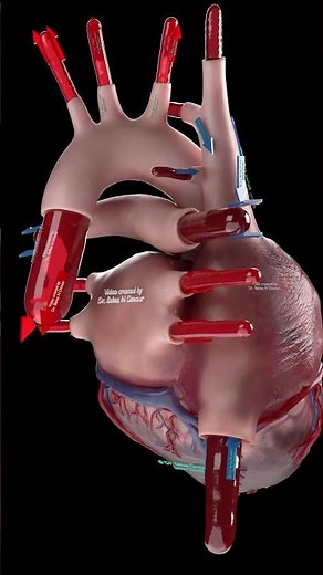 Inside the Heart in 3D | Blood Flow Through the Four Valves 🫀