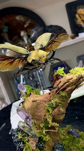 Trabajo con Megasoma Elephas, sobre naturaleza muerta y cristales de silicato de silicio, amatista, cuarzo blanco y zelenita #megasoma #megasomaelephas #entomology #entomologyart #arthropod #arthropodtaxidermy #taxidermy #taxidermyart #goth #gothdecor #tattoo #tattoostudio #tattooidea #tattoostudiodecor #Beatle #beetle #escarabajo | Vann Skilppade