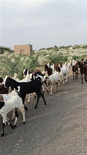 funny goats, funny baby goats, funny goat, goats funny, funny#goats#desert#shorts