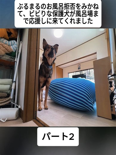 ぶるまるのお風呂拒否をみかねて、ビビりな保護犬が風呂場まで応援しに来てくれました…#2#foryoupage❤️❤️ #ブルドッグ #pitbull #japan #viral #犬 #fyp #dog
