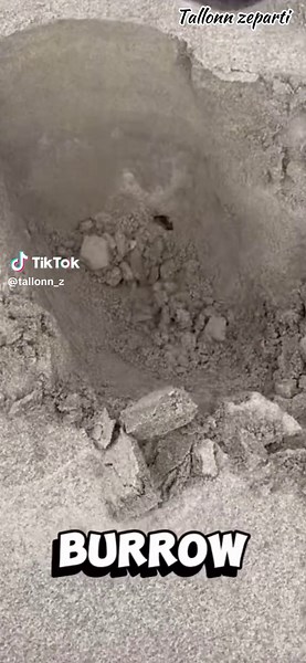the sand crab burrow #tallonnzeparti #crabseason #crab #foodie #islandlife