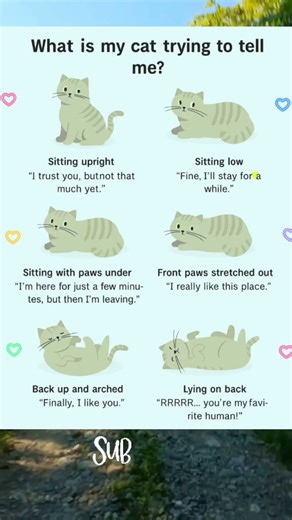 What Your Cat’s Posture Reveals | Cat Body Language Explained 🐱 #CatPosture