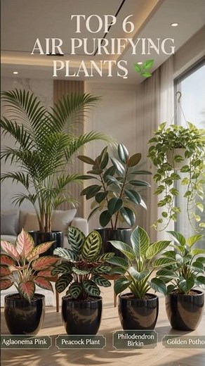 Top 6 Air Purifying Plants Every Home Needs!