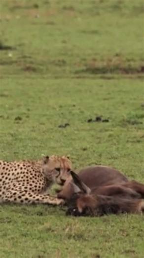 Cheetah hunting #cheetah #hunting #wildlife #youtube