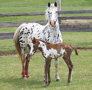 82K views · 6.4K reactions | Strength, beauty, and unconditional love — a timeless bond between mare and foal 懶 Sometimes the simplest moments are the most powerful. #MareAndFoal #HorseLove #NatureMoments #CountryLife #EquineBond #PeacefulPastures | Coloured Stallions | Facebook