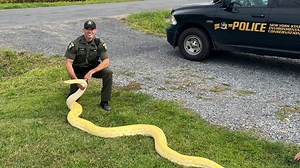 Illegal snake seized in New York, donated to zoo
