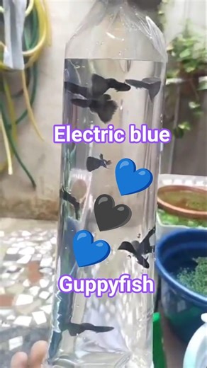 💙ELECTRIC BLUE💙 GUPPY FISH SALE AVAILABLE ORDER WHATSAPP FRIENDS#shorts#viralvideo#fishfarming#tamil