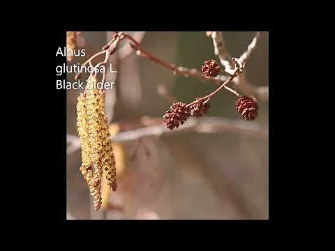 ID That Tree: Black Alder