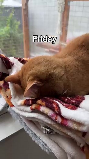 Penny's last week of 2024 | Penny the Ginger Cat