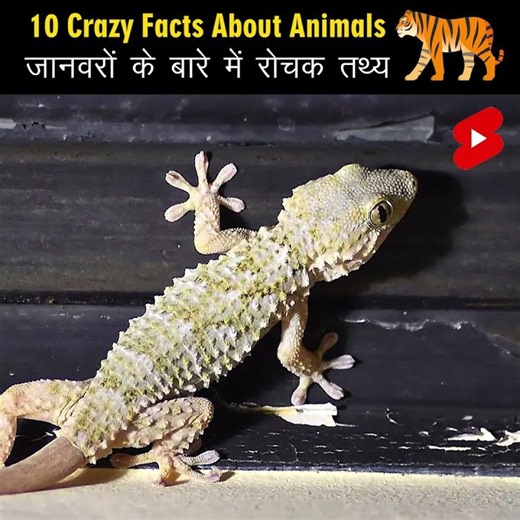 Crazy Facts About Animals 🐸🦘 | Amazing Facts about Animals | Mind Blowing Facts in Hindi #Shorts