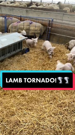 Didn’t mind getting hit with this one.🌪🌪🥰🥰 #lambs #tornado #sheep #farming #sheepishlyme