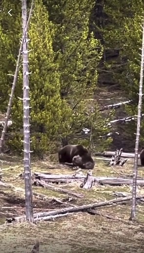 Male Bear Killing Bear Cubs: Understanding the Wild Animal Behavior
