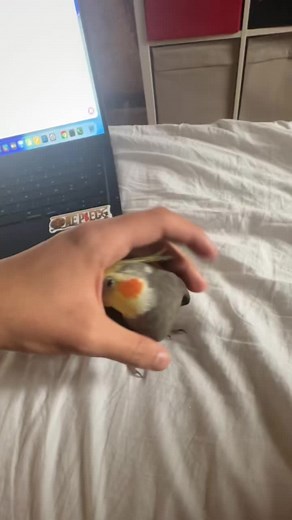 Grab a nugget 🦜😳#petbird #bird #cockatiel #parrot #animalsoftiktok