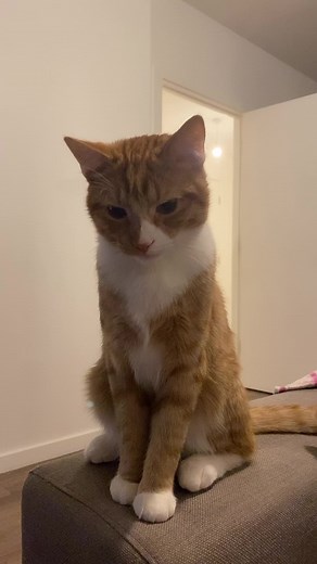 tomi the tabby 🦁 (@alienbiscuit)’s videos with