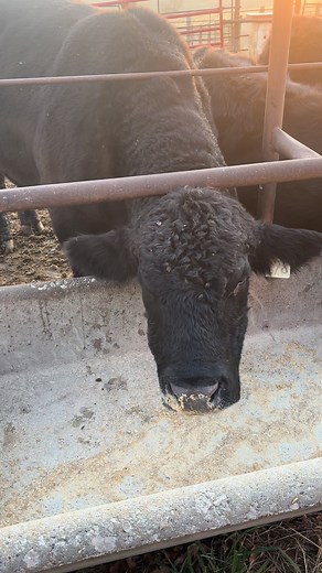 12K views · 99 reactions | I was just thinking chores went well this morning, nothing to fix, no extras, until the bull showed up in the calf pen. Must’ve been a heifer in heat. Now we’ll have to figure out which heifer was possibly in heat. We don’t want her to be bred so a shot of lutalyse will be given in 7 days. #farminglife #cattle #thediversifiedfarmer | The Diversified Farmer | Facebook