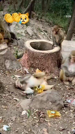 Seizure attacks monkey 🐒 #monkey #seizures #baboon #monkey | Bigsure Nation
