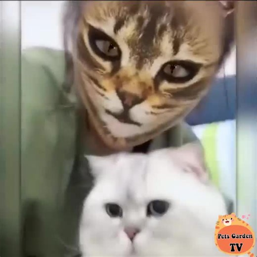 456K views · 10K reactions | funny moments with the cat | Cats So Cute | Facebook