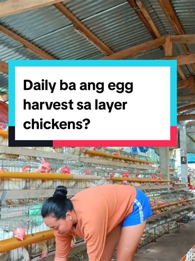 Replying to @ellysassy_ Opo, araw-araw ang harvest sa layer poultry farming, lalo na kapag nasa laying stage na ang mga manok. Hindi man lahat ng manok nangingitlog araw-araw, pero dahil marami sila sa isang flock, may daily egg collection talaga. May mga araw na mas marami ang harvest at may mga araw din na medyo bumababa at normal lang ito. Ang dami ng nahaharvest araw-araw ay naaapektuhan ng edad ng manok, kalidad ng feeds, vitamins at calcium, stress level, kalinisan ng kulungan, at kondisyo