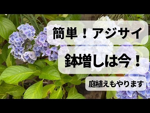 《今でしょ！アジサイ植え替え》簡単鉢増し・庭植えもやってみよう！この時期気を付けるポイントとは？／大きくしたいアジサイは鉢増しの時期です